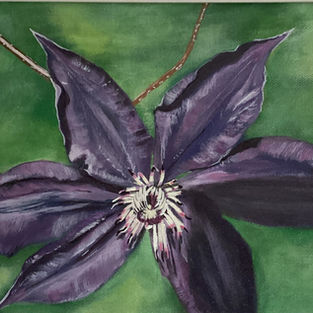 A purple Clematis 15x13 framed acrylic 200