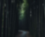 Decorative Bamboo image