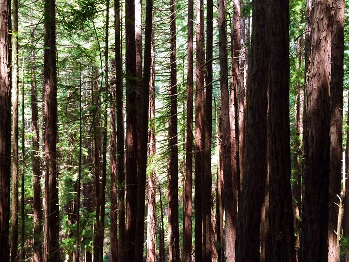 Facebook - Muir Woods