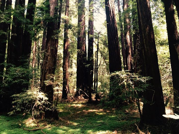 Facebook - Muir Woods