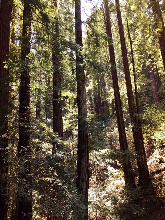 Facebook - Muir Woods