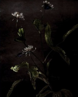 Fine art bloemenfotografie als wanddecoratie