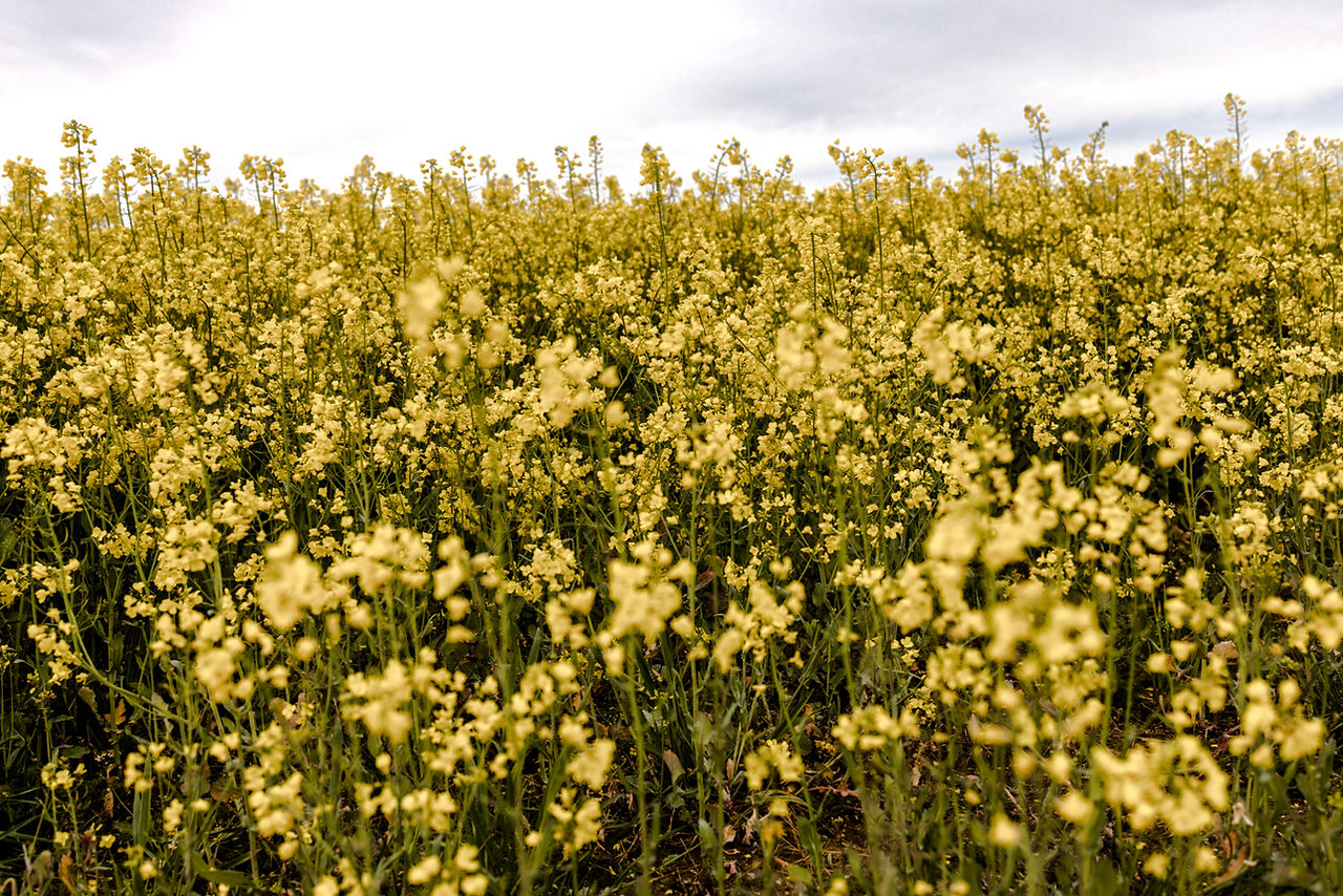 natuur in Haspengouw