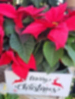 merry christmas flowers