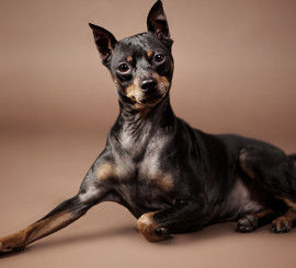 perro-atento-500x330-270x245.jpg