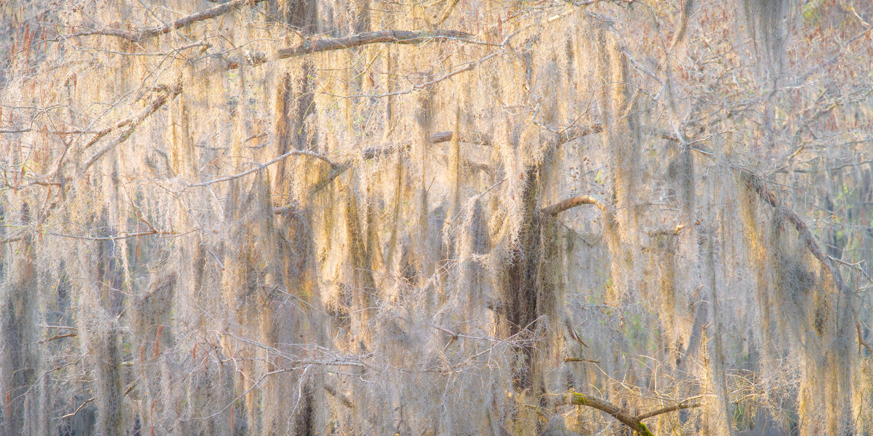 1345 - Caddo Lake