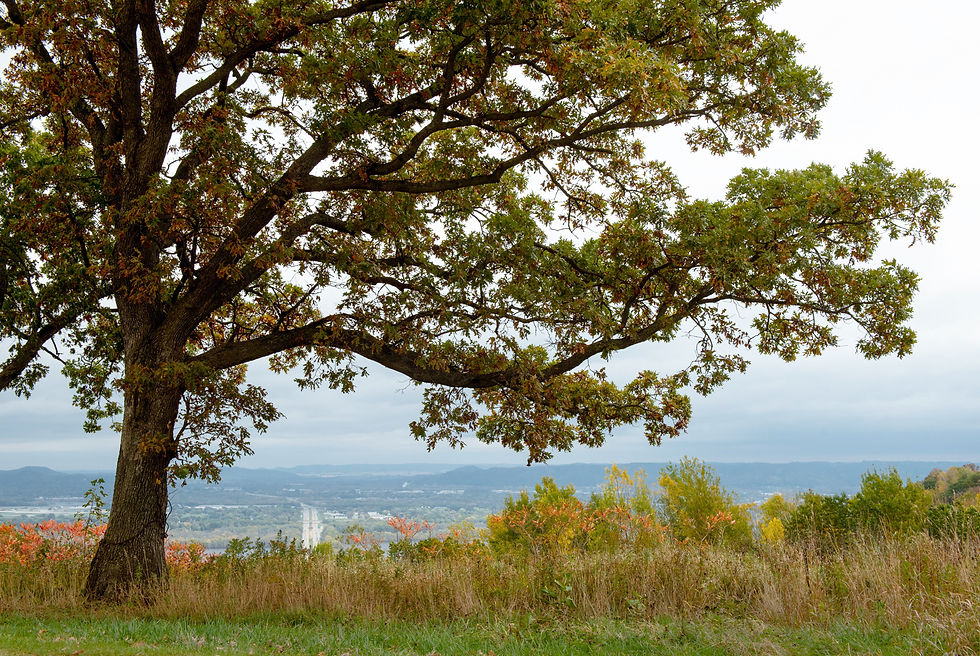 288 - Apple Blossom Overlook