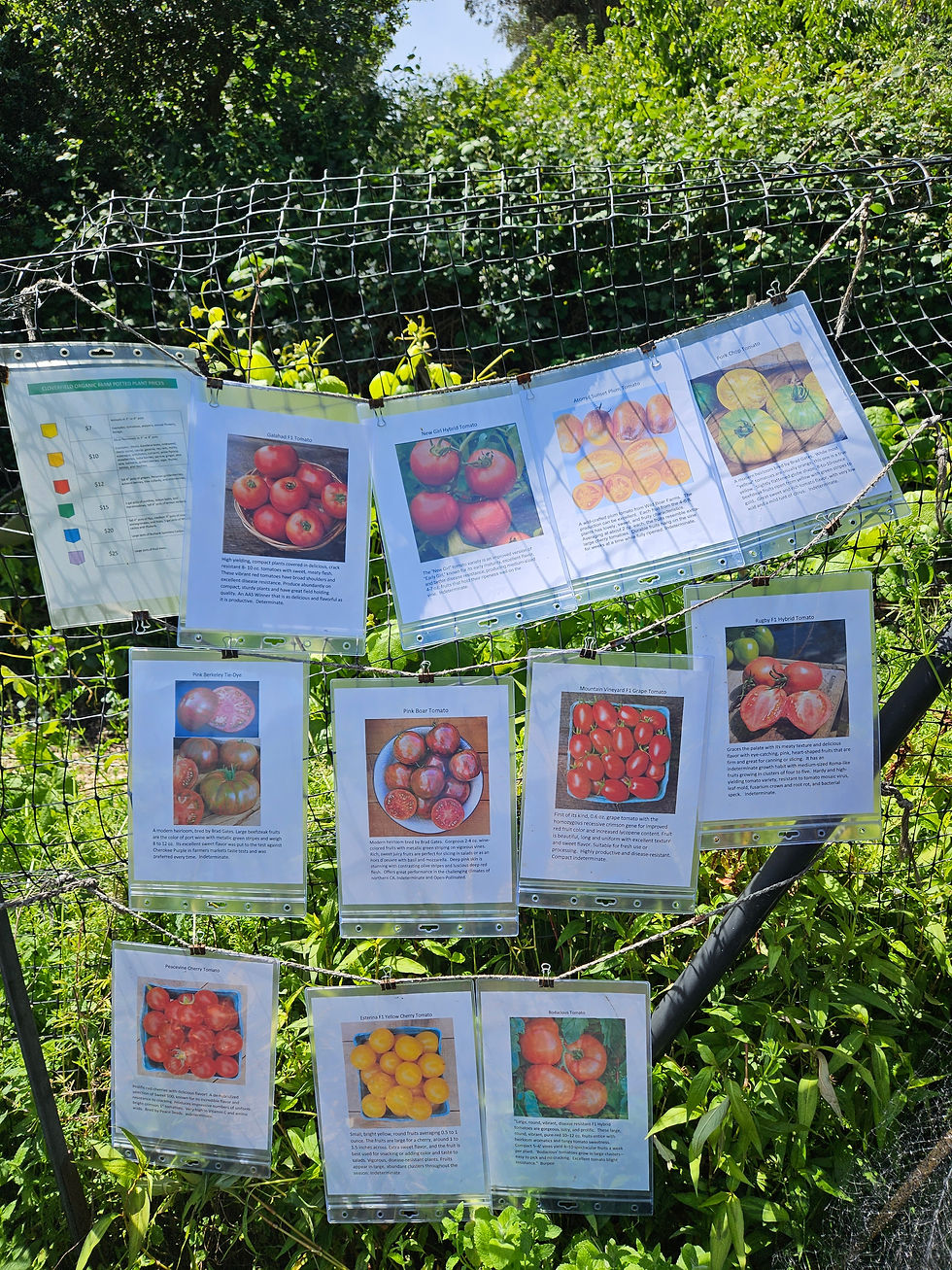 Display sign for tomato plants for sale