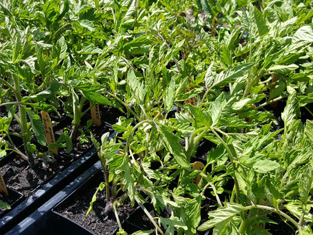Spring Farm Volunteer Workshop May 11