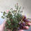 Thumbnail: Organic Dried Thyme