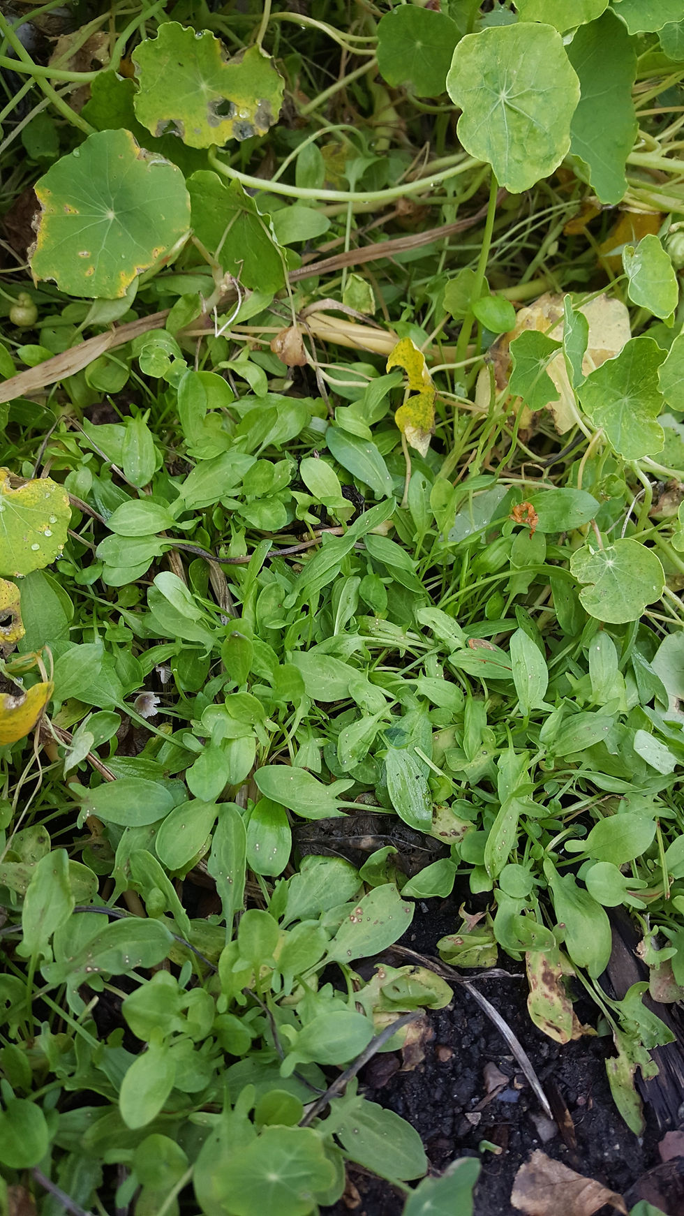Freshly Dug & Dried Organic Sheep Sorrel, Including Roots