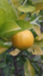 ree