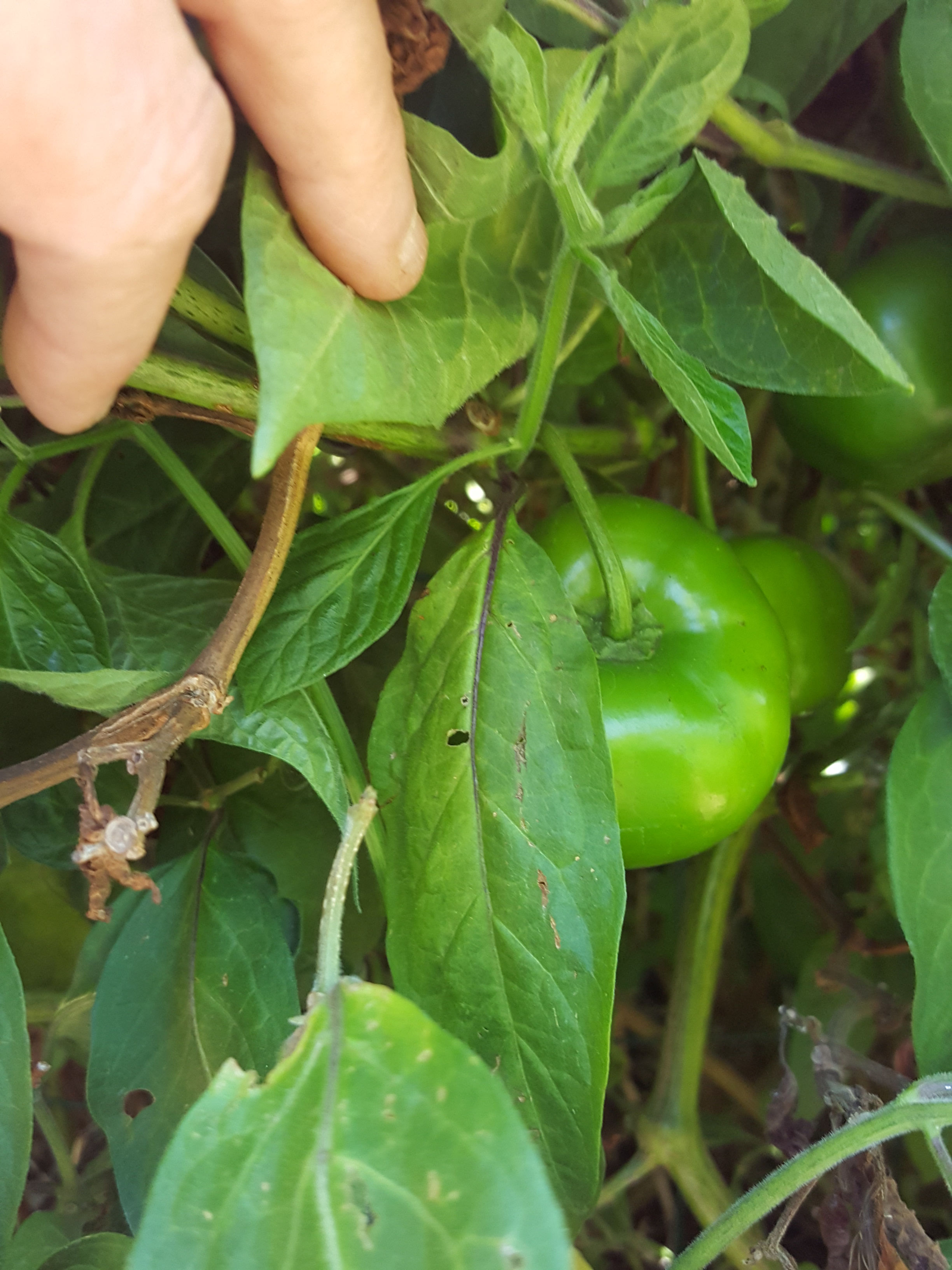Organic Red Manzano Pepper Seeds