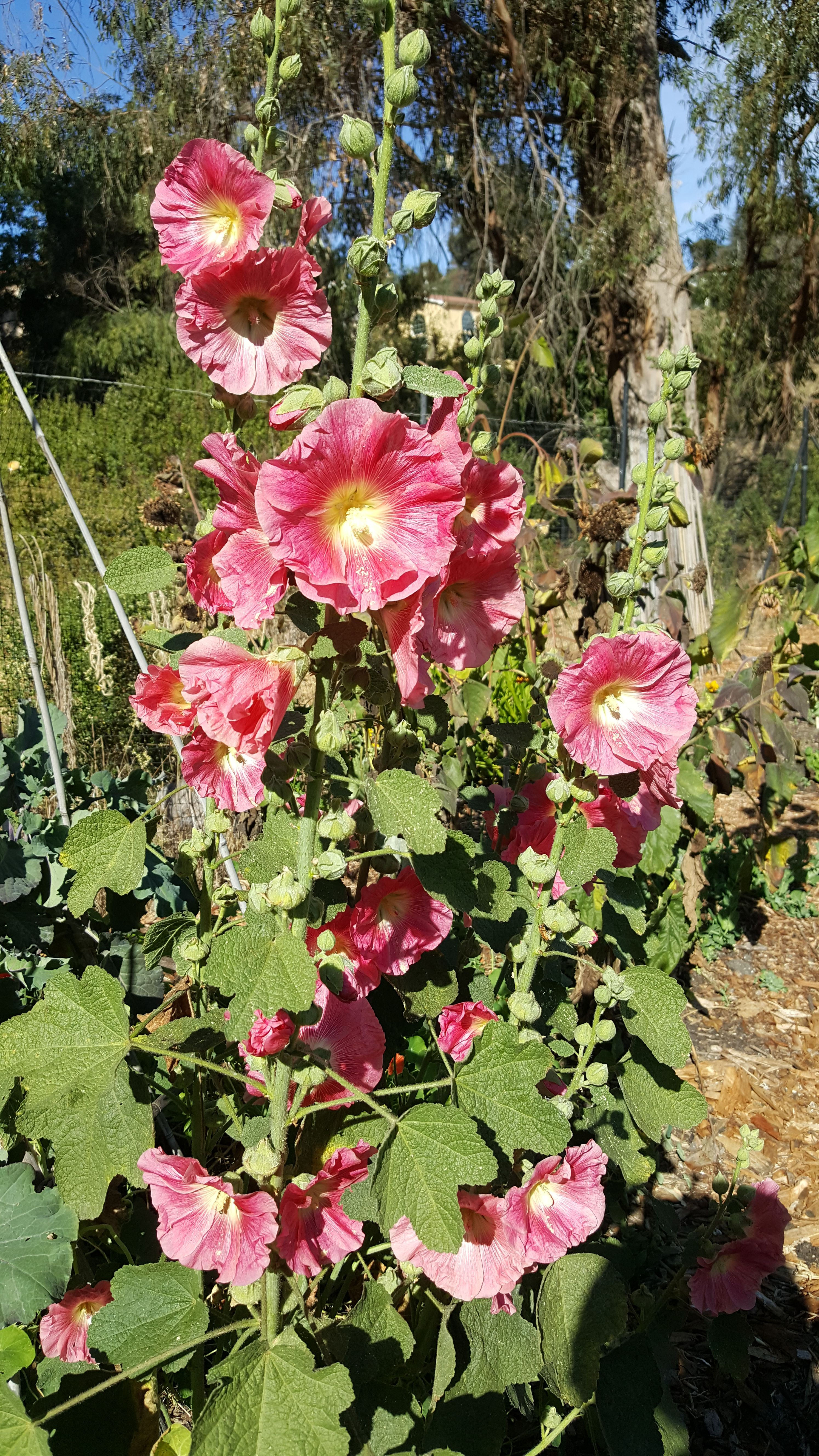 Organic Single-Flowered Hollyhock Seeds - 25+