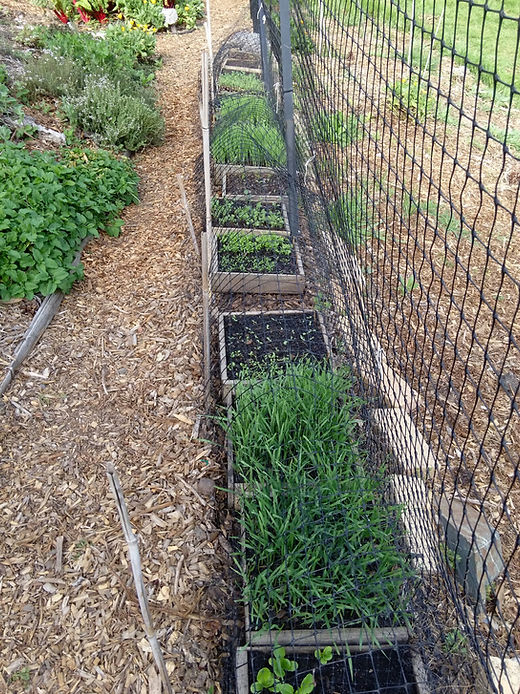 Cloverfield Organic Farm Seed Planting Calendar | Cloverfield Organic
