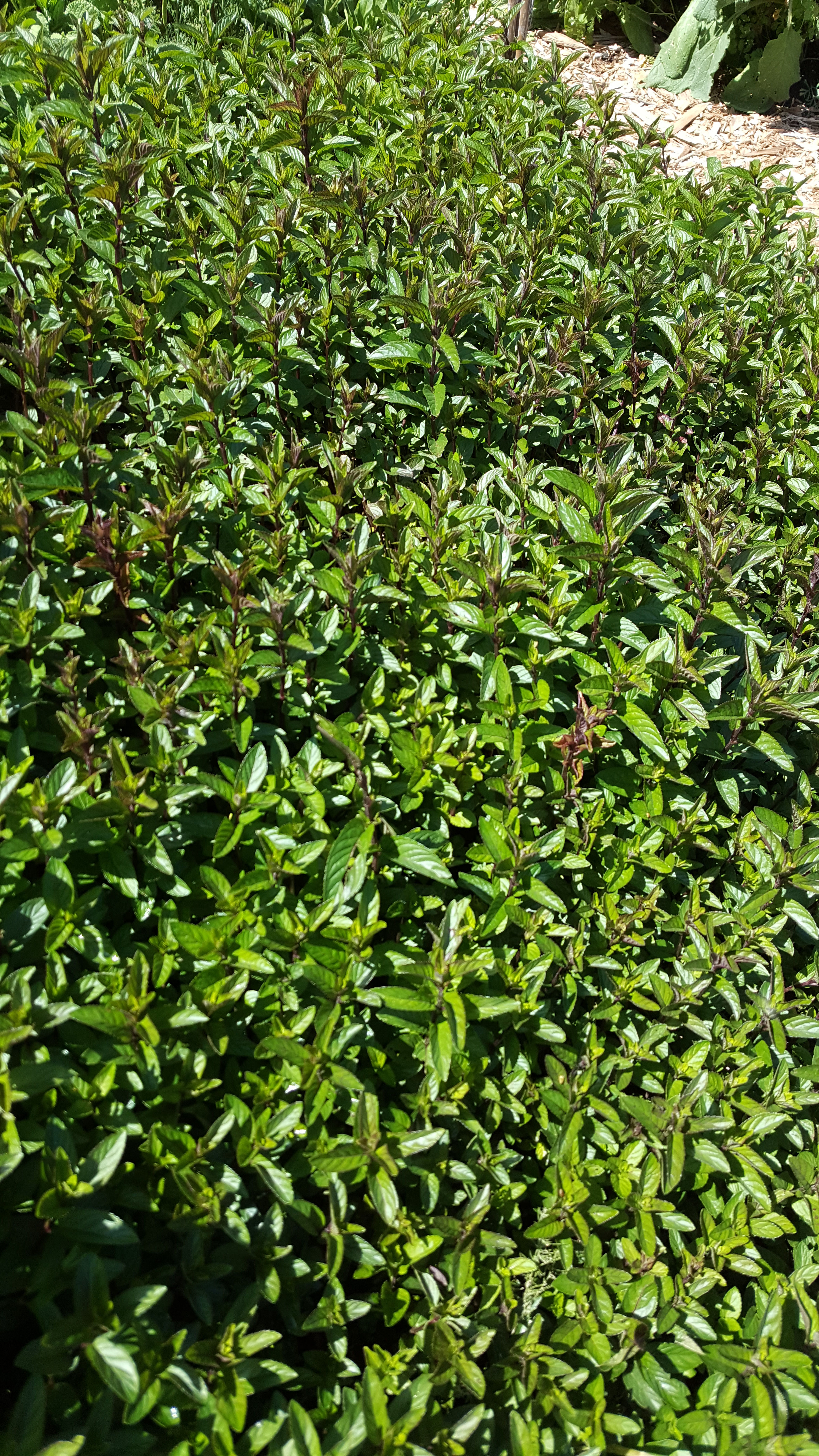 Organic Dried Orange Mint - 1 oz.