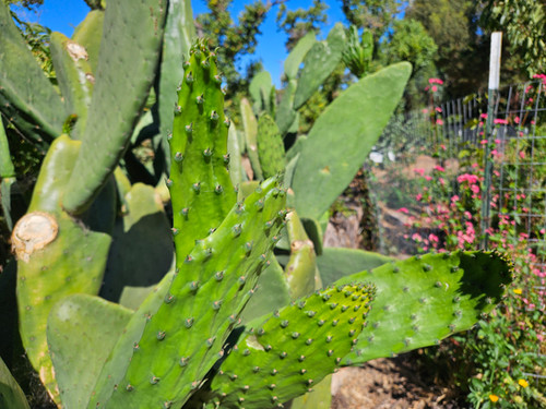 Edible Organic Nopales Cactus Pads | Cloverfield Organic