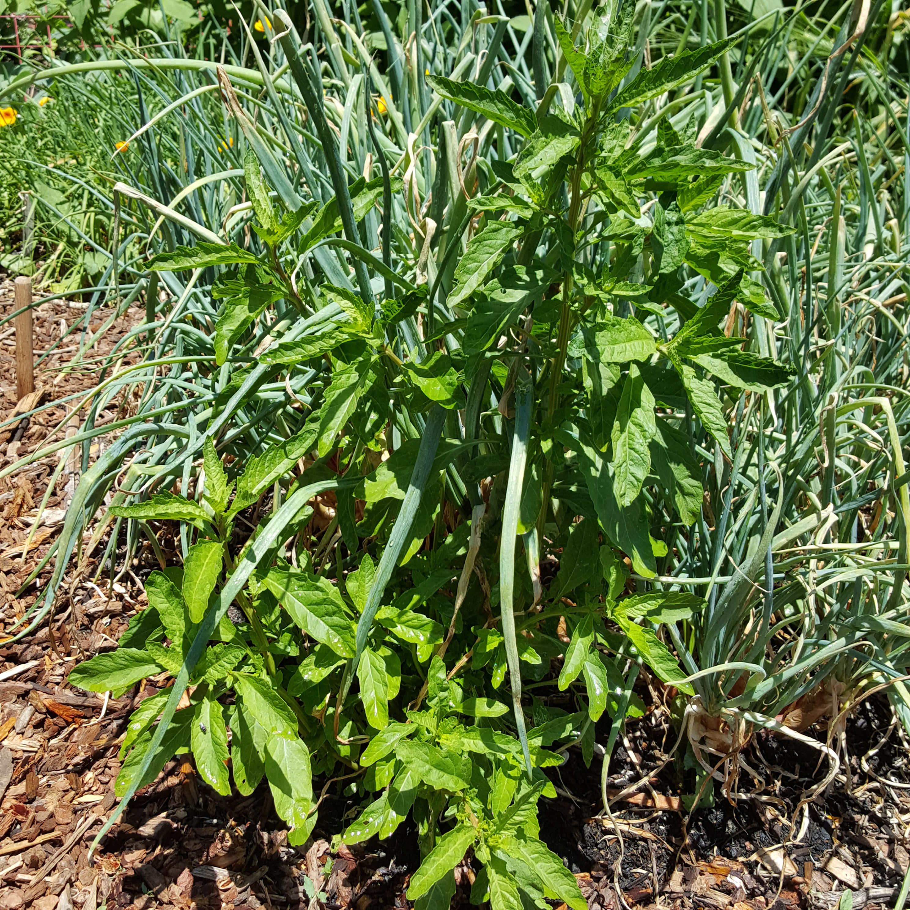 Organic Epazote Seeds