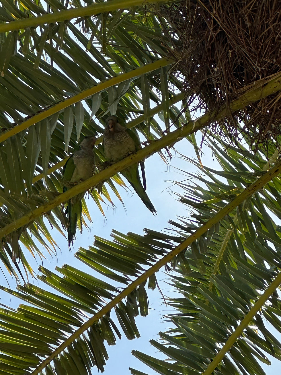 Some friends in Park Güell