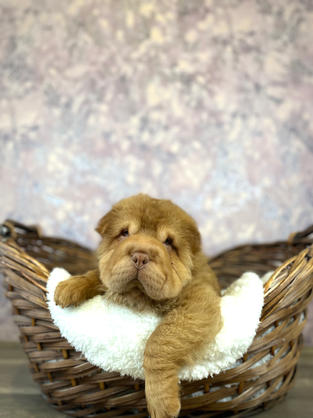 Sharpei puppy for sale in Las Vegas, Nevada