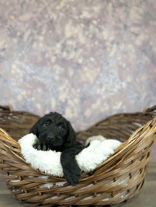 Mini Labradoodle puppy for sale in Las Vegas, Nevada