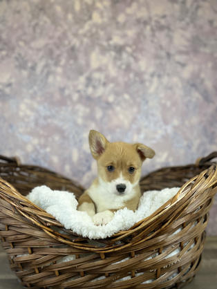 Corgi puppy for sale in Las Vegas, Nevada