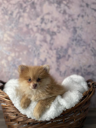 Pomeranian puppy for sale in Las Vegas, Nevada