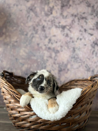 Australian Shepherd puppy for sale in Las Vegas, Nevada