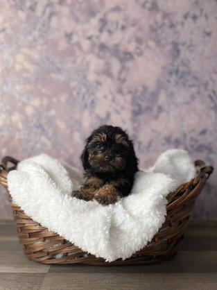 Cavapoo puppy for sale in Las Vegas, Nevada