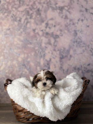 Shih Tzu puppy for sale in Las Vegas, Nevada
