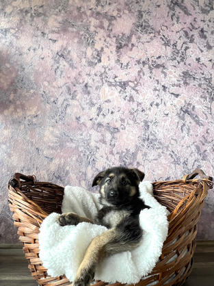 German Shepherd puppy for sale in Las Vegas, Nevada