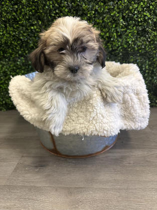 Teddy Bear puppy for sale in Las Vegas, Nevada