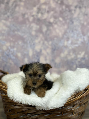 Yorkie puppy for sale in Las Vegas, Nevada