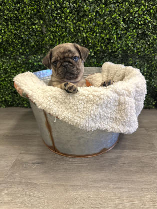 Pug puppy for sale in Las Vegas, Nevada