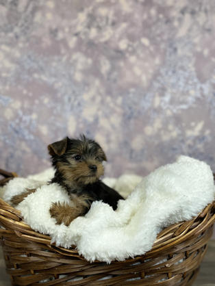 Yorkie puppy for sale in Las Vegas, Nevada