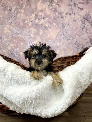 Morkie puppy for sale in Las Vegas, Nevada