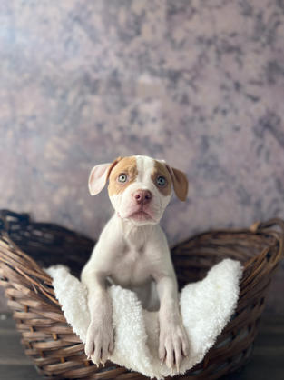 American Bulldog puppy for sale in Las Vegas, Nevada