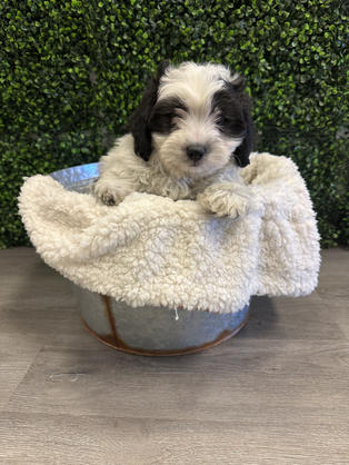 Teddy Bear puppy for sale in Las Vegas, Nevada