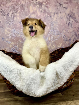 Collie puppy for sale in Las Vegas, Nevada