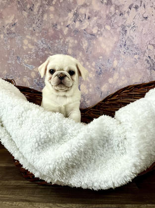 Pug puppy for sale in Las Vegas, Nevada
