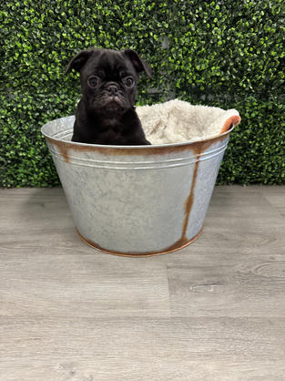 Pug puppy for sale in Las Vegas, Nevada