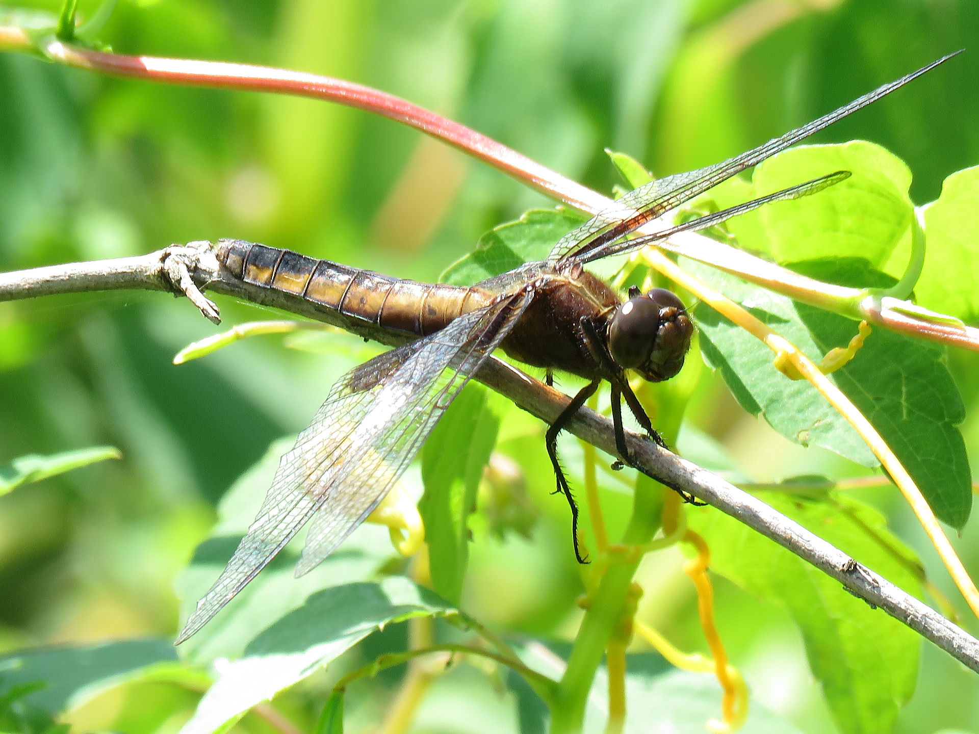 To be identified