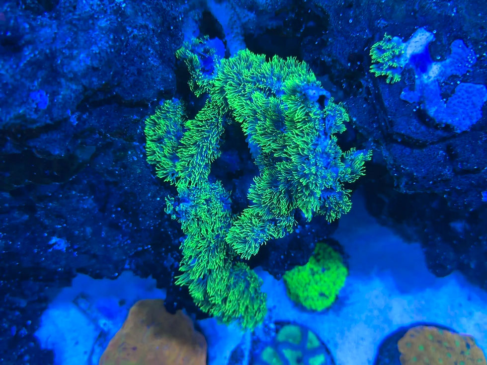Thumbnail: Green Star Polyp (GSP) Colony - 7"