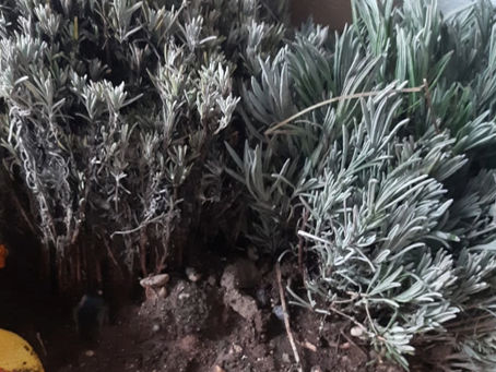 Burdur’un Lavanta Bahçesi: Kedili Çiftlik’te Estetik ve Düzenin Buluşması
