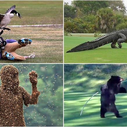 Golf Can Be The Craziest of Games