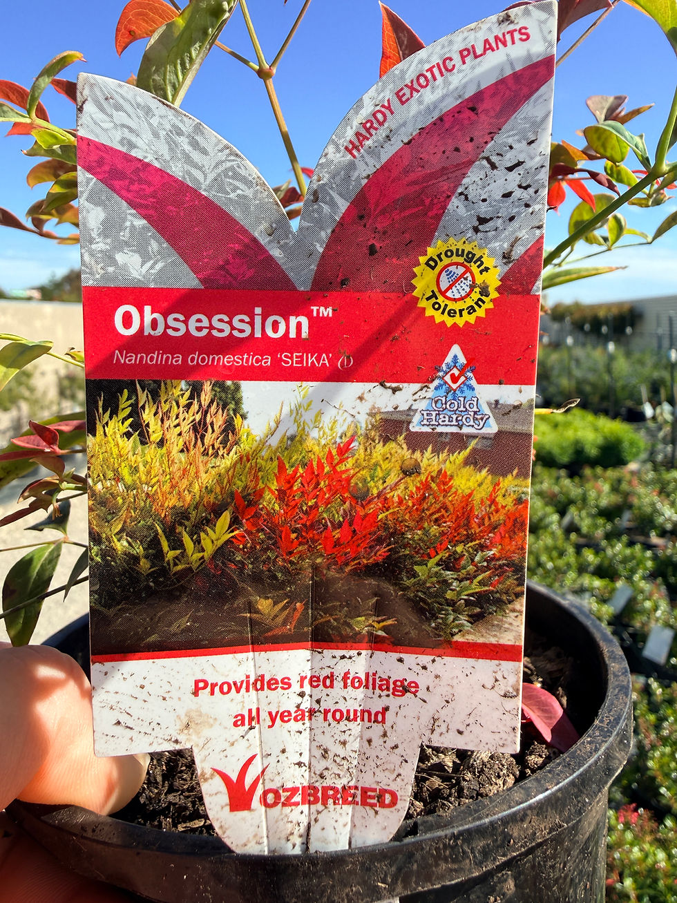 Thumbnail: Nandina Obsession 140mm pot