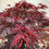 Thumbnail: Japanese Maple Weeping Inaba Shidare 500mm pot