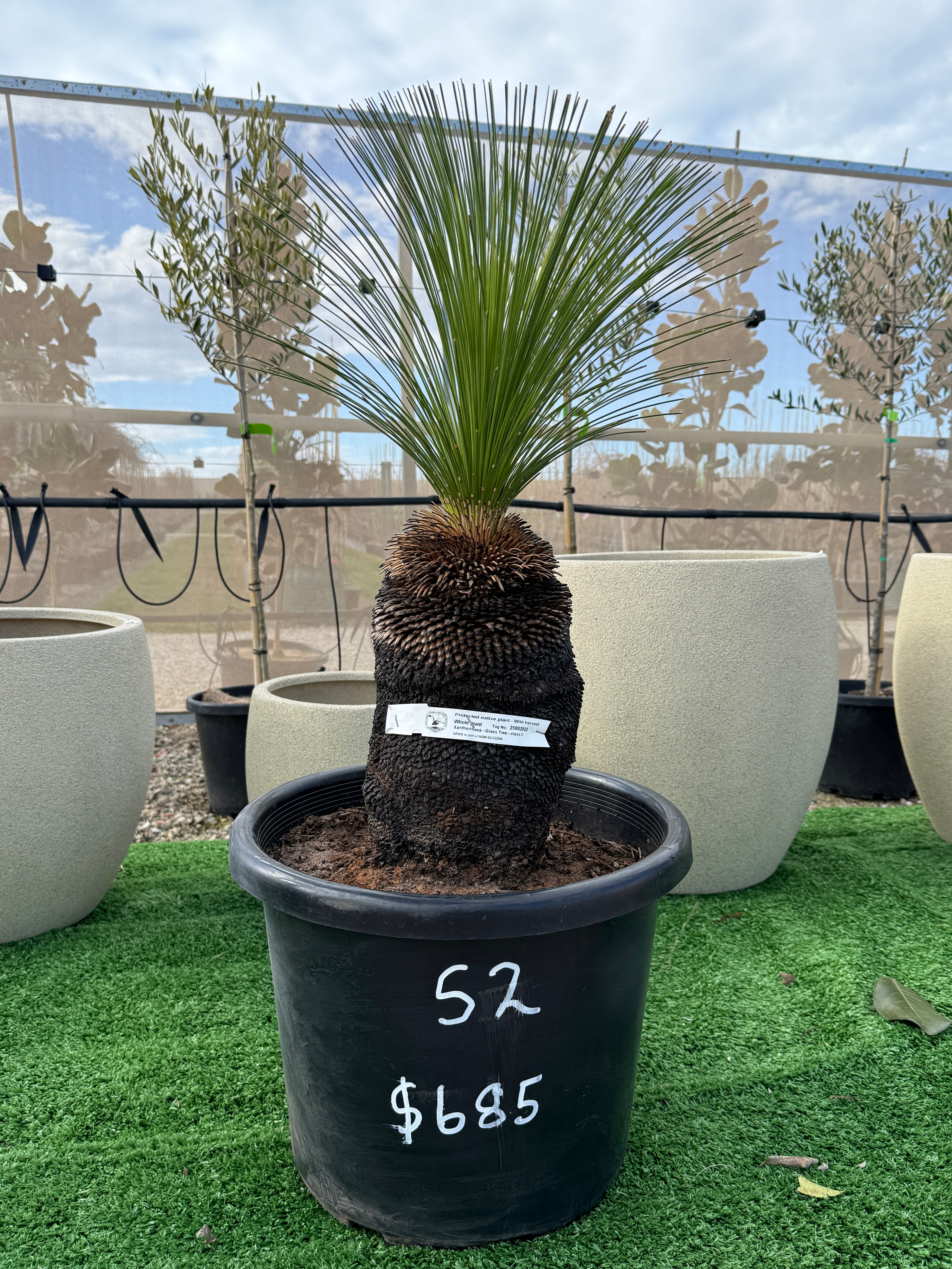 Grass Tree #S2 - 400mm pot