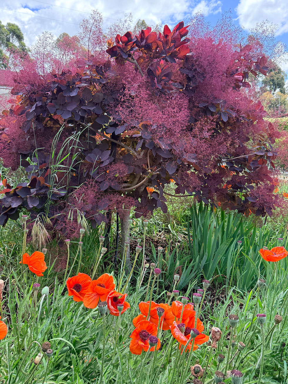 Thumbnail: Smoke Bush  - Grace - Standard 300mm pot