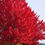Thumbnail: Maple - Jeffersred Autumn Blaze - 400mm pot